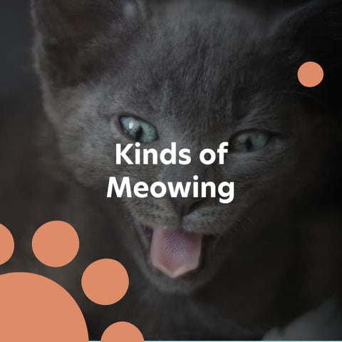Kinds of Meowing