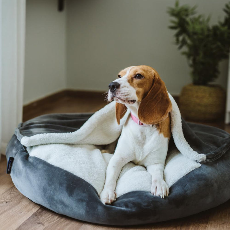 Daisy Pet Bed