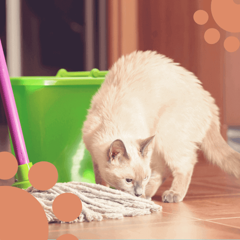 cat floor cleaners